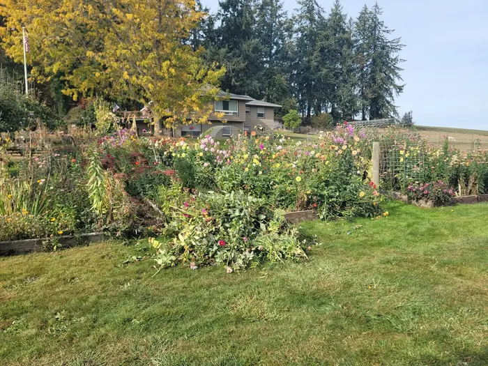 The dahlia garden at the farm in Amity with trees and fields behind