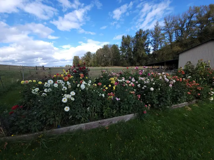 The dahlia rows at the farm in Amity at dusk