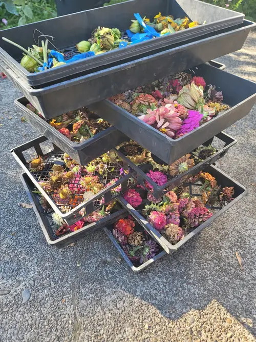 Crates of freshly cut dahlias stacked after a harvest