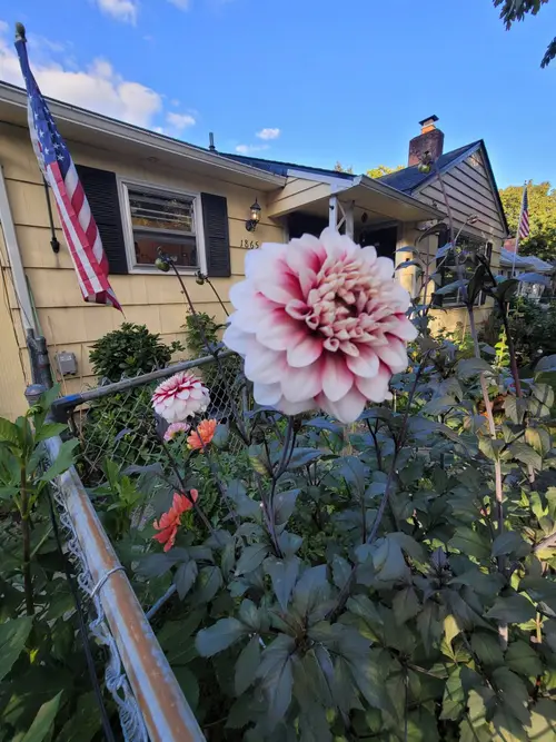 A red and white dahlia in front of Kat's house in Salem